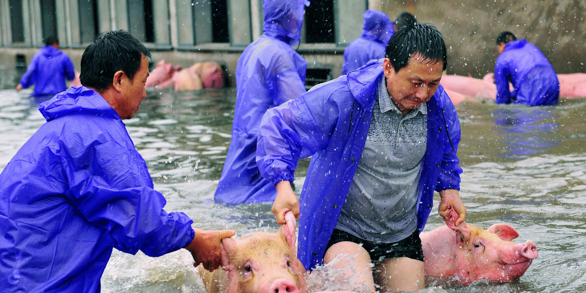 Employees saving pigs from a flooded farm in Lu'an, Anhui Province, China.