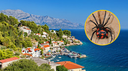 Najbardziej jadowity pająk żyje w Chorwacji. Co zrobić, gdy ugryzie czarna wdowa?