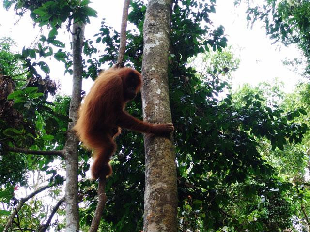 Galeria Indonezja - Orangutany z Sumatry, obrazek 13