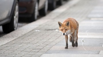 Mit tegyek, ha rókát láttam a környékünkön? Ezt tanácsolják a szakemberek
