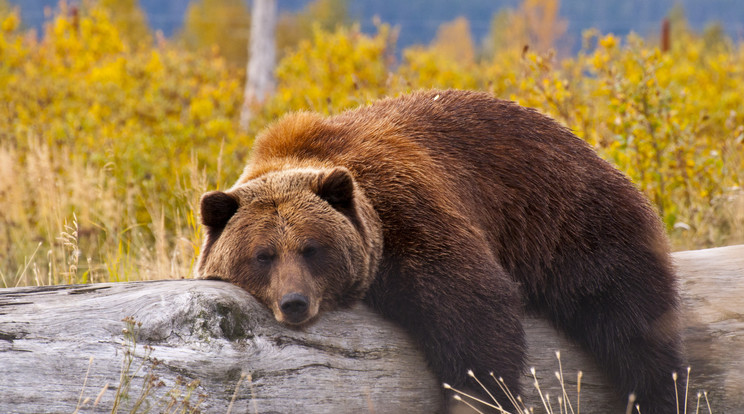 A mackót a szlovák határ közelében rögzítette egy vadkamera /Fotó: Shutterstock