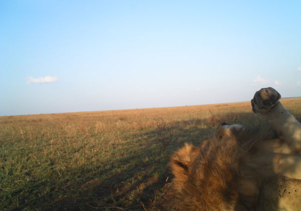 Tanzania - Park Narodowy Serengeti - bezkrwawe pułapki