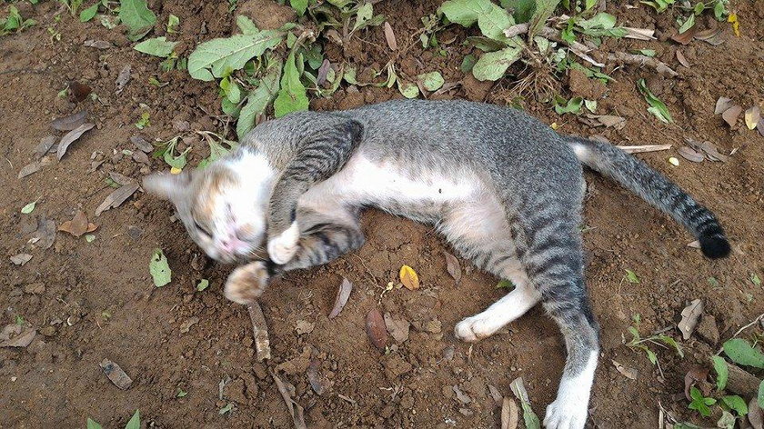 Stęskniony kot od roku mieszka na grobie swojego właściciela