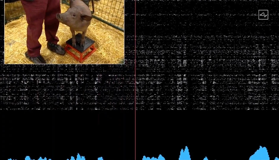 Svinja sa čipom Ilona Maska