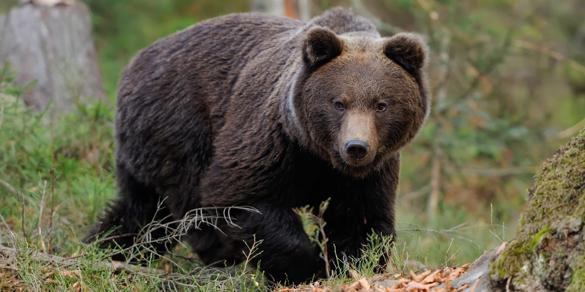 Tatry Niżne. 57-latek zginął po ataku niedźwiedzia w Liptowskiej Łużnej