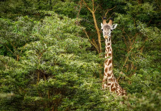 W amerykańskim zoo urodziła się dziwna żyrafa. Jedyna taka na świecie