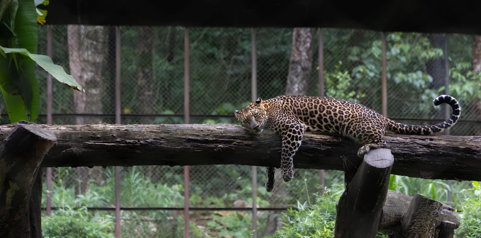 Mlada ženka leoparda - Ilustracija