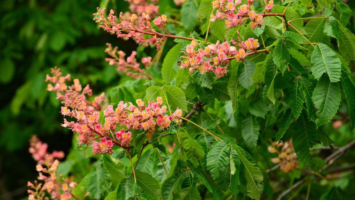 Będący krzyżówką dwóch popularnych odmian kasztanowca: zwyczajnego i krwistego, kasztanowiec czerwony (Aesculus carnea), został sztucznie stworzony w Niemczech w XIX wieku.