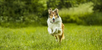 "Lassie wróć". Ponadczasowa historia o wierności i przyjaźni
