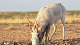 Nietypowy, ale miły QUIZ ortograficzny. Czy wiesz, jak napisać nazwy tych zwierząt?