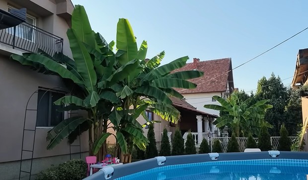 Banana porodice Savić u Obrenovcu