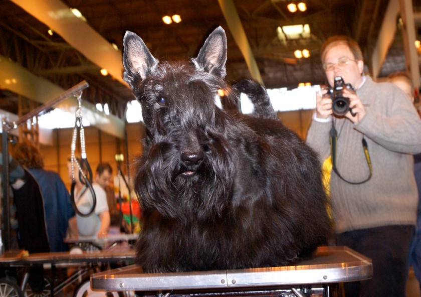 CRUFTS osobliwości