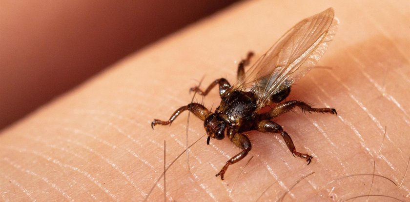 Ten owad łudząco przypomina kleszcza i atakuje chmarami. Jest tak samo groźny?