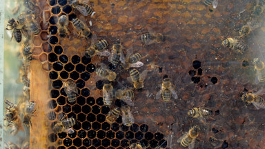 Sezon dla pszczelarzy w regionie "średnio udany"