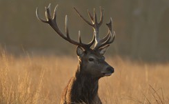 Jelenie chorują na Covid-19. U nich koronawirus może mutować do groźnej postaci