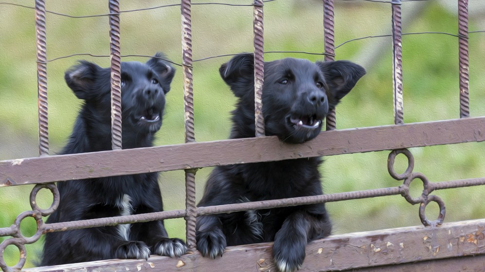 Targowisko Sielanka Koszmarem Dla Zwierzat Dopoki Bedzie Popyt Bedzie Tez Podaz Wiadomosci