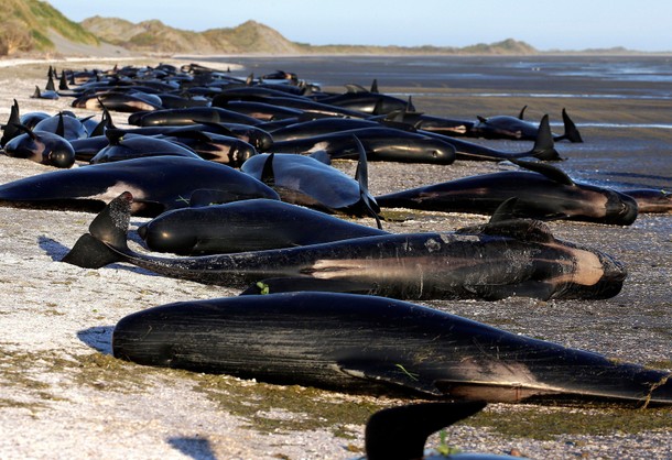 Some of the hundreds of stranded pilot whales marked with an 'X' to indicate they have died can be s