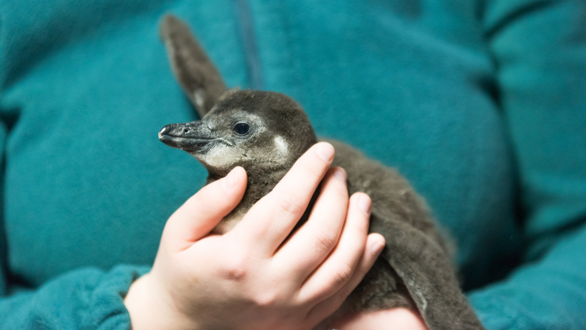 We wrocławskim zoo przyszedł na świat zagrożony wyginięciem pingwin przylądkowy