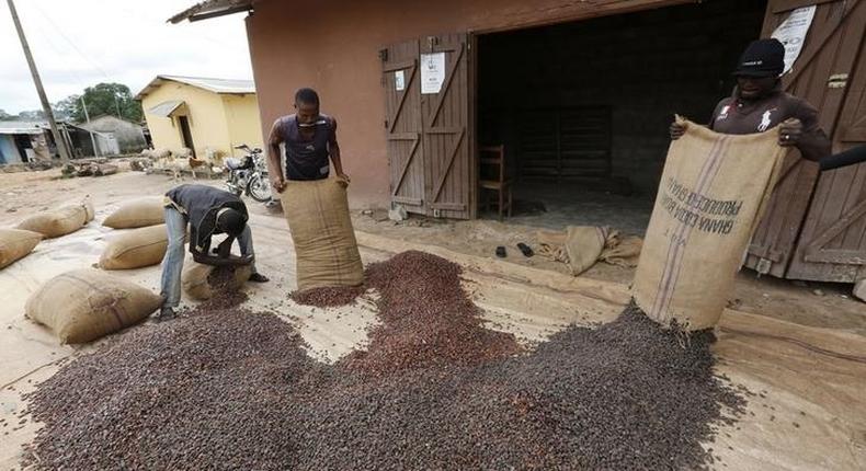 Men pour out cocoa beans to dry in Niable, at the border between Ivory Coast and Ghana in a file photo. REUTERS/Thierry Gouegnon