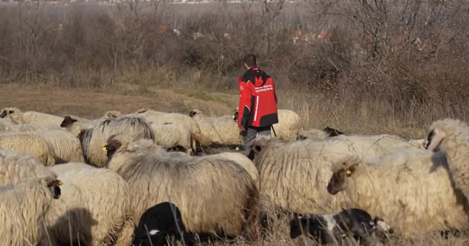 "Trava im je najbolja hrana", kaže Miloš