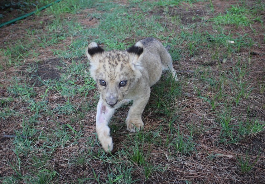 U Zoološkom vrtu se nadaju da će lavić ostati kod njih