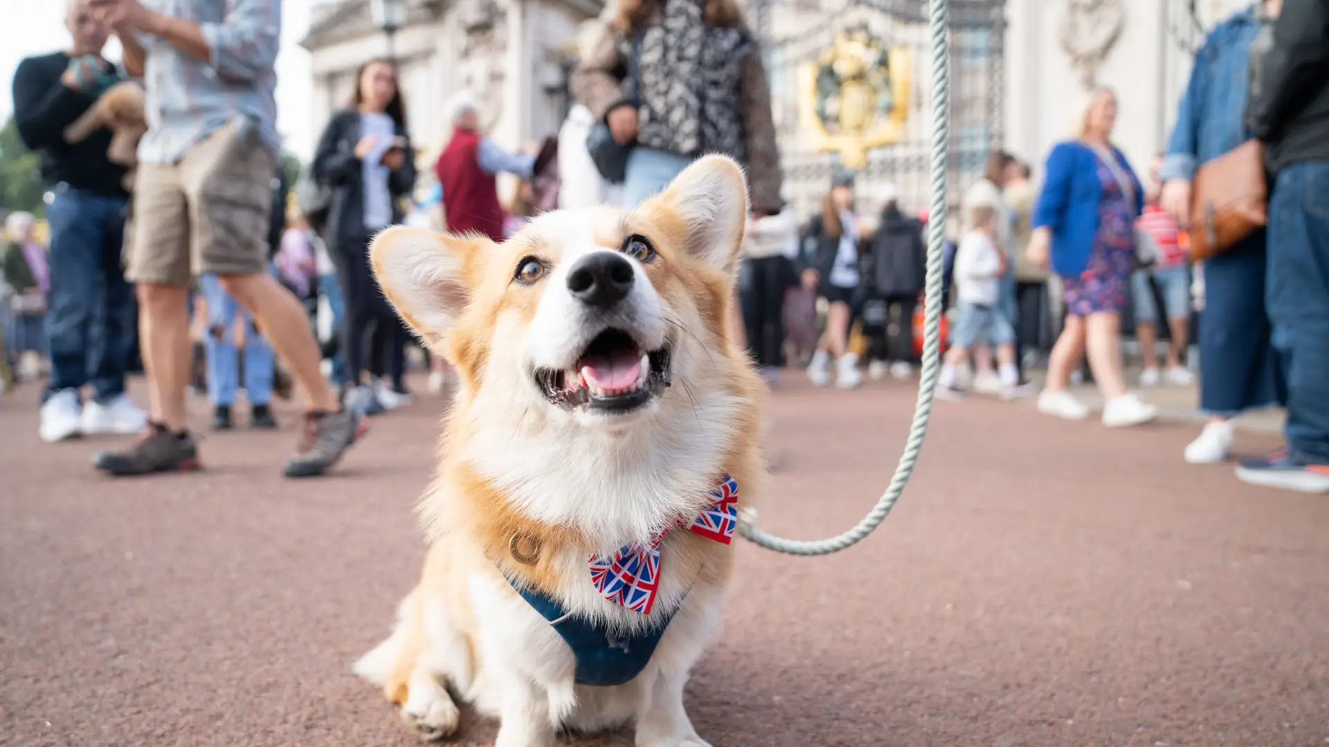 Dwa nowe psy wprowadzą się do Pałacu Buckingham. Bluebell to zwierzak po przejściach