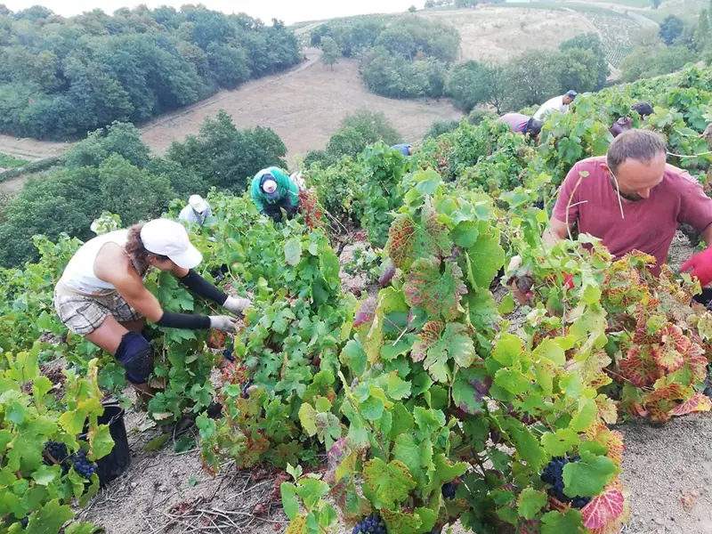 Winobranie, archiwum Angeliki Kowalczyk / Zdjęcie dzięki uprzejmości bohaterki