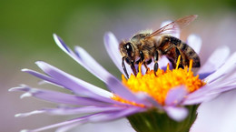 Mleczko pszczele - właściwości prozdrowotne i wartości odżywcze. Dlaczego mleczko pszczele jest cenne?