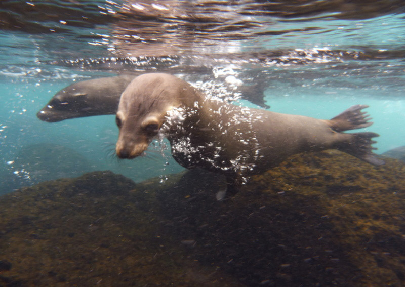 Wyspa Galapagos