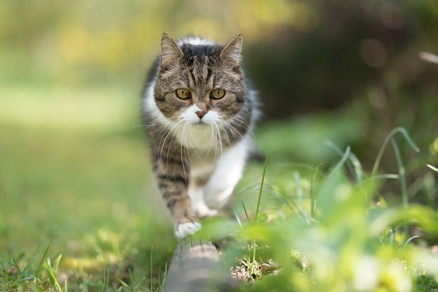 Koty wychodzące są bardziej narażone na niebezpieczeństwo - FurryFritz/stock.adobe.com