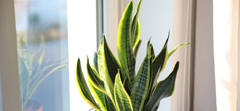 Co zrobić, by sansewieria wypuściła nowe liście? Jest na to prosty sposób