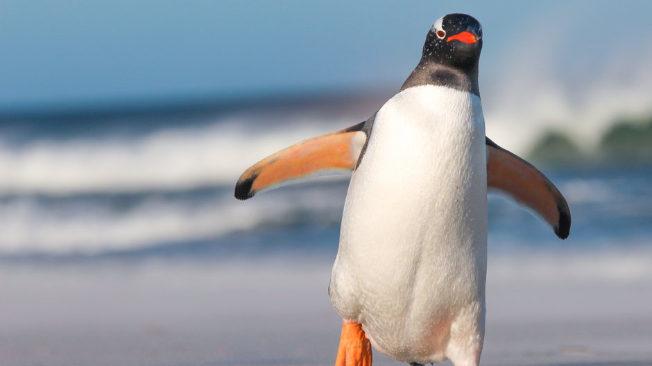 Pingwin białooki (zdjęcie ilustracyjne)