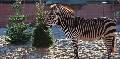 Zwierzaki z zoo zajadają się choinkami