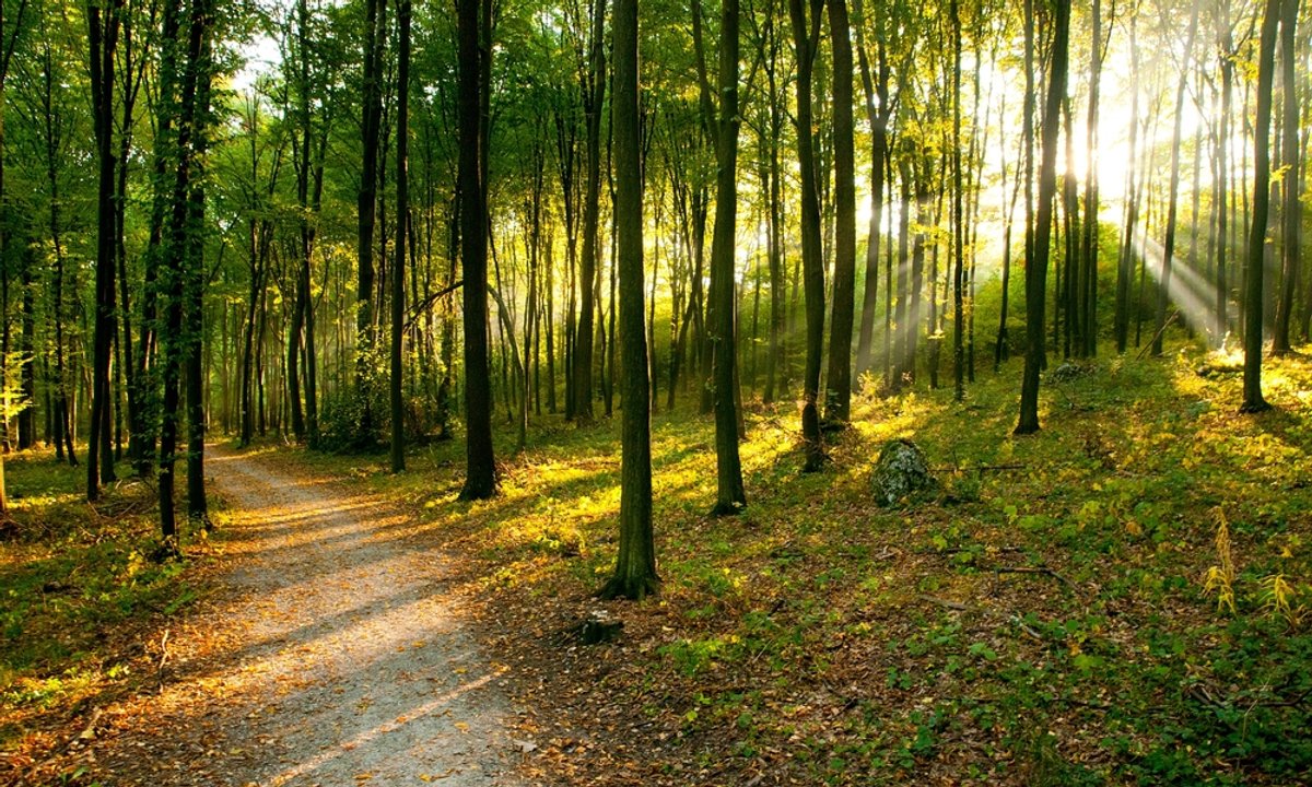 Z tych drzew emanuje zła energia. Unikaj ich w swoim bliskim otoczeniu