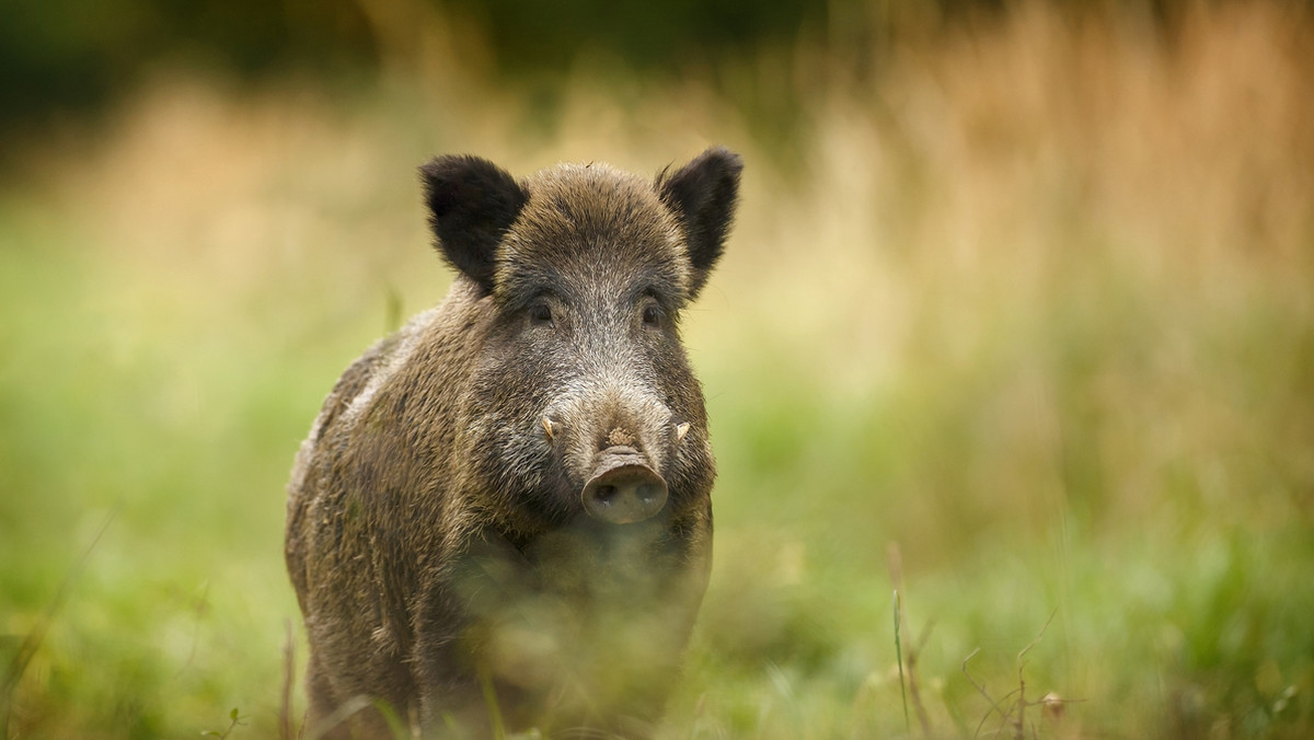 Kolejne ogniska afrykańskiego pomoru świń potwierdzono na terenie powiatu bialskiego. Śmiertelnie niebezpiecznego dla hodowli trzody chlewnej wirusa wczoraj potwierdzono w liczącym kilka świń gospodarstwie w Woskrzenicach Dużych w gminie Biała Podlaska. Kilka godzin temu służby weterynaryjne potwierdziły chorobę w dwóch gospodarstwach w Starych Buczycach w gminie Janów Podlaski i Mariampolu w gminie Leśna Podlaska.