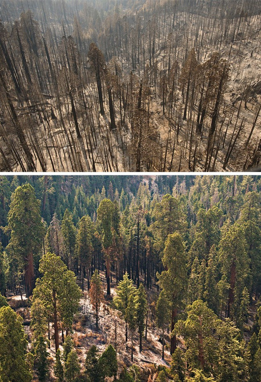 Pożary w Parku Narodowym Sekwoi, Kalifornia, USA