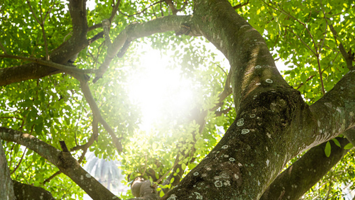 Oxytree  pochłania nawet 10 razy więcej dwutlenku węgla niż zwykłe drzewa