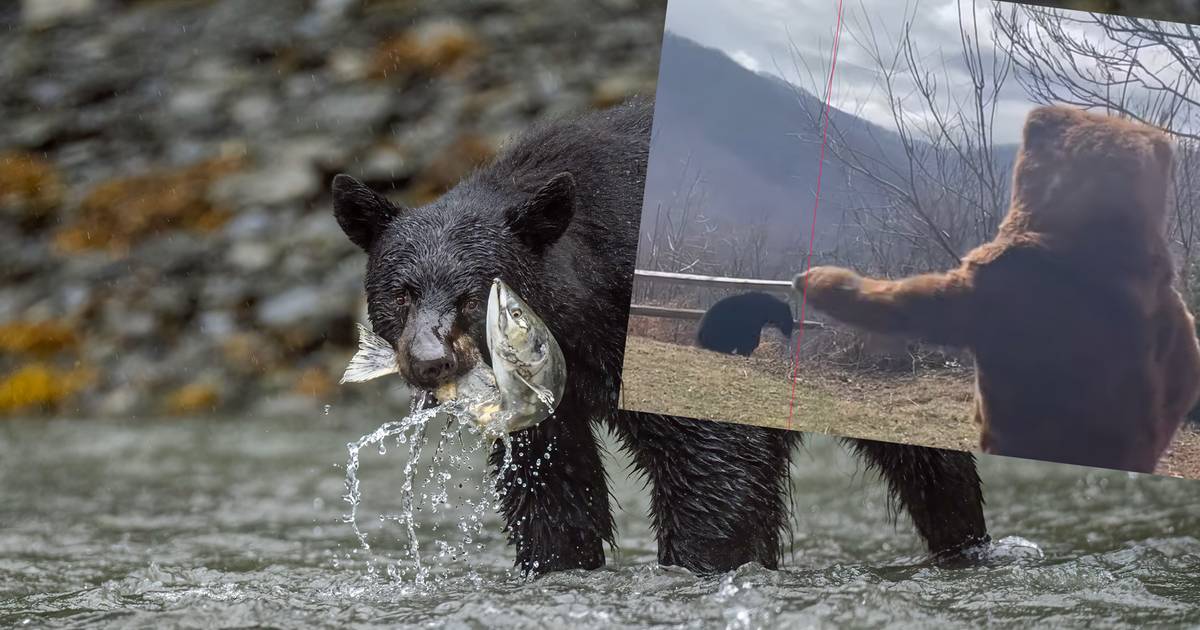 Jak odstraszyć niedźwiedzia? Ten mężczyzna wybrał zaskakujący sposób [WIDEO]