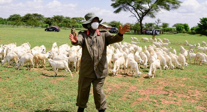 President Museveni and the goats on offer 