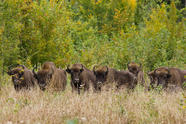 Puszcza Białowieska - tak wygląda unikatowy skarb przyrodniczy