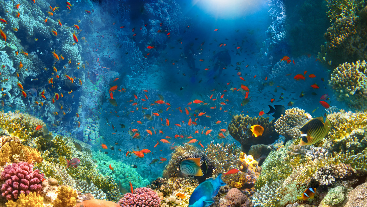Okazuje się, że na świecie jest więcej raf koralowych niż sądzono