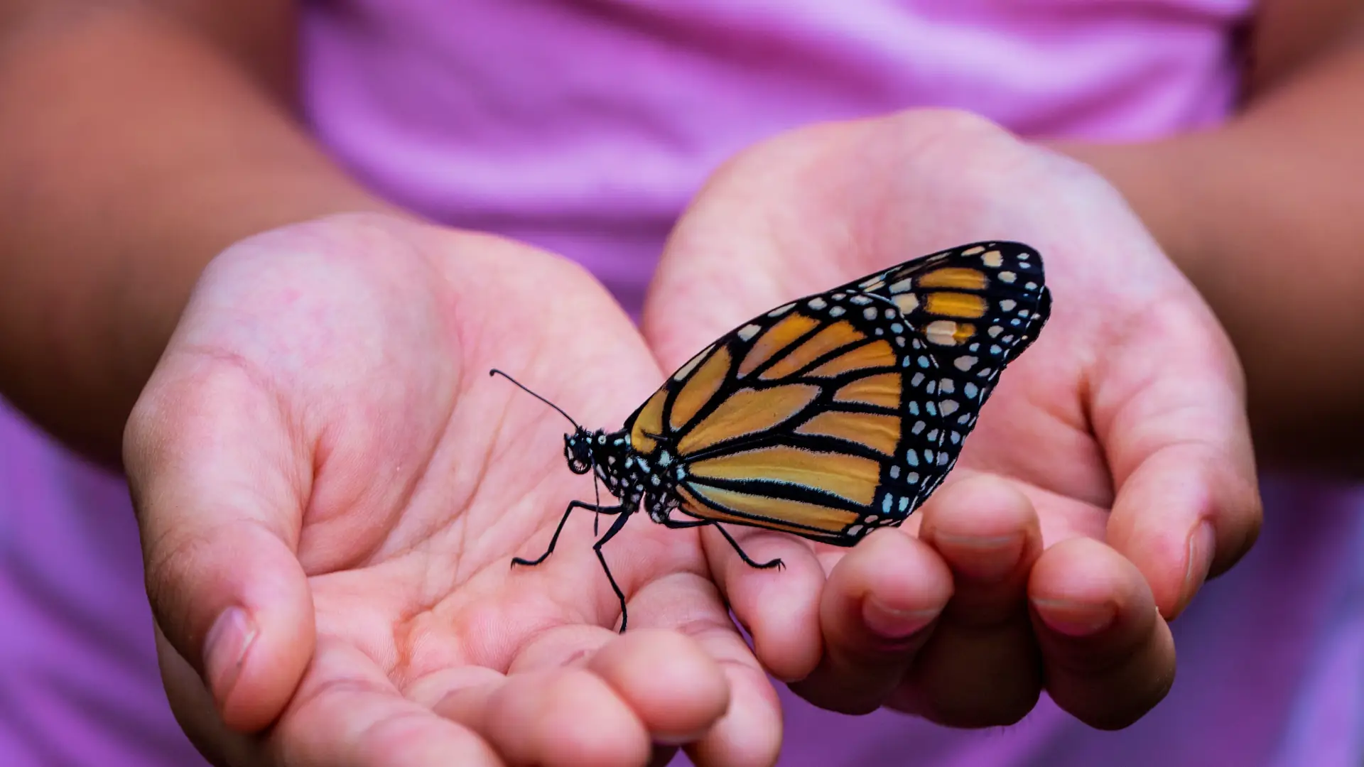 Wylądował na tobie motyl? To może być ważny znak ostrzegawczy