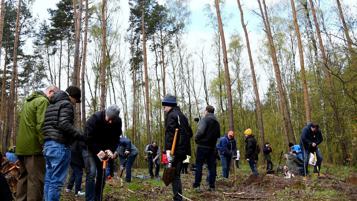 W Lasku Marcelińskim przybyło ponad 1000 drzew, które wczoraj posadzili poznaniacy z okazji Dnia Ziemi. Akcja "Drzewko +" była także formą sprzeciwu wobec masowej wycinki, która odbywa się na terenie całego kraju po nowelizacji ustawy o ochronie przyrody.