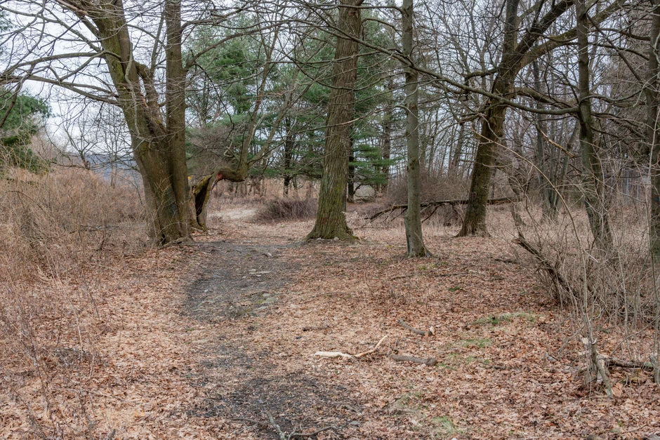 Put ka kući u Centraliji