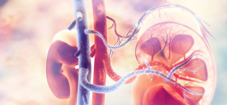 Raka nerki można pokonać - niestety wciąż częściej na Zachodzie niż w Polsce