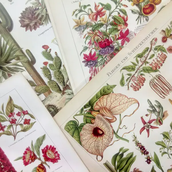 Vintage Print Seekers kolorowe ryciny botaniczne