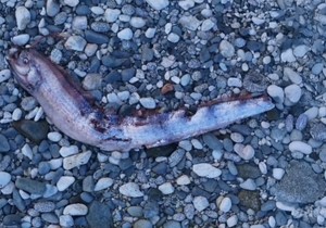 Doomsday Fish