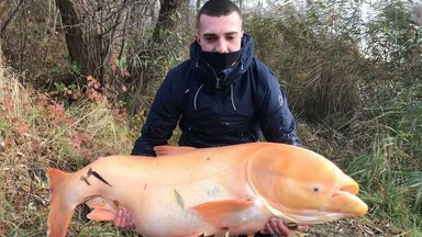 Ryba gigant złowiona w Kędzierzynie-Koźlu. Tołpyga ważyła 53 kg i miała 138 cm