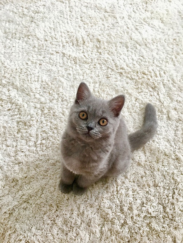 Illés Fanni: Életem két cicussal