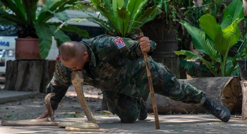 A Royal Thai Marine instructor kisses the head of a Monocled Cobra during a jungle survival demonstration at Exercise Cobra Gold in Sattahip, Chonburi province, Thailand.US Marine Corps photo by Sgt. Patrick Katz